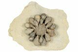 Jurassic Club Urchin (Cidaropsis) - Boulmane, Morocco #194849-2